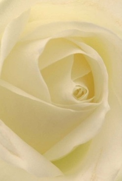 The soul of a rose unfolds in this close focus image, each ivory petal swirling gracefully toward a softly lit centre. Luminous cream and pale lemon hues blend across the velvety surface, their translucency catching the softened light as if kissed by the dawn on a quiet street in Enfield Town. The gentle curves and perfectly poised layers evoke a sense of well-being, the sort of calm one might feel before a loved one's celebration or during tender moments shared at Enfield Market. The visual texture seems almost touchable-delicately smooth, with subtle shadows between the petals lending an air of timeless elegance. This rose embodies the essence of local floral artistry, a perfect symbol for anniversaries, gentle apologies, or heartfelt sympathy. The imagined fragrance is tender and sweet, never overwhelming, reminiscent of a fresh bouquet arriving with same-day delivery from a trusted Enfield Town florist. Every detail radiates thoughtfulness and grace, bringing warmth and meaning to both everyday and extraordinary occasions within the community.